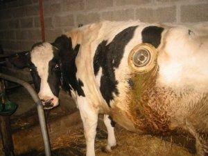 vache-