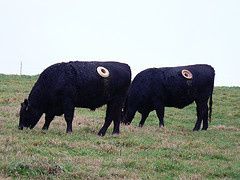vache à hublot 2