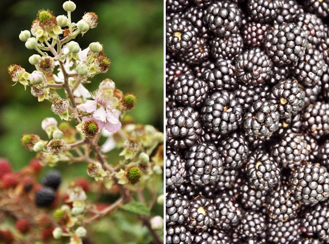 fleurs_de_mures.jpg