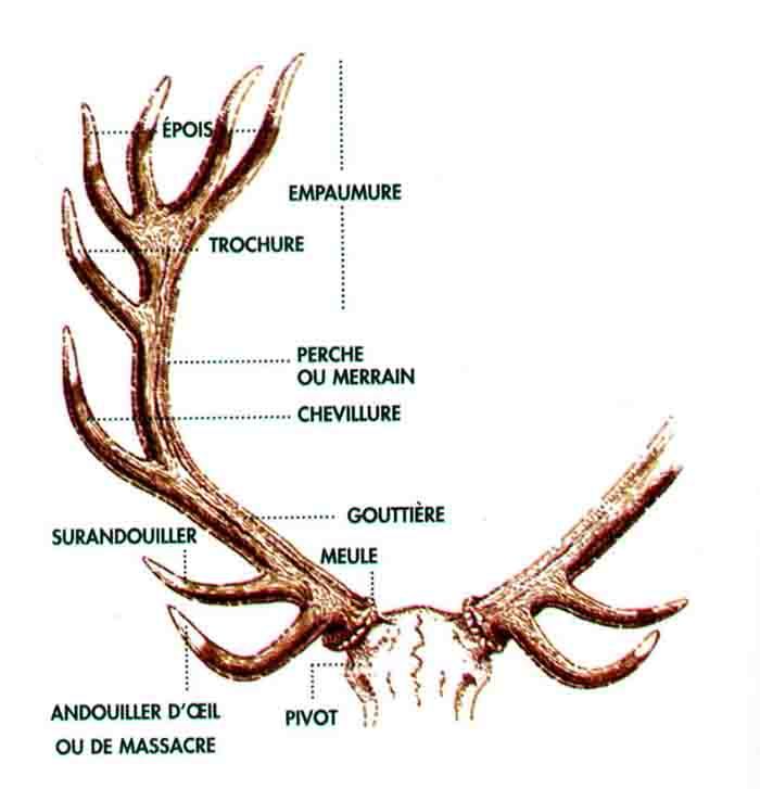 Image Bois De Cerf : aurez probablement remarqu?, ? la lecture des premi?res ?tapes de Image Bois De Cerf : aurez probablement remarqu?, ? la lecture des premi?res ?tapes de