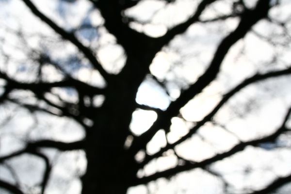 Arbres flous 4.jpg