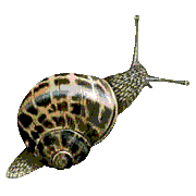 escargot002