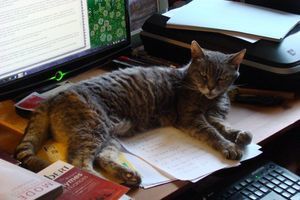 Ma chatte  Pirouette  (17 ans) installée sur mon bureau devant l'écran de l'ordinateur pendant que je pianote au clavier.