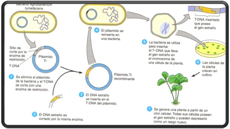 VIRUS Y BACTERIAS EN EL PROCESO DE LA GENETICA virus y bacterias en el proceso de la genetica: