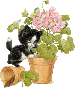 chat et pot de fleur