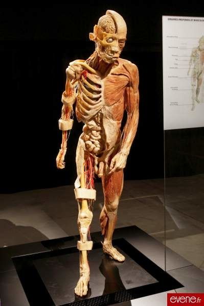 Body Expo