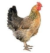 gif poule