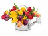 11964415-fleurs-de-tulipes-aux-couleurs-arc-en-un-arrosage-.jpg