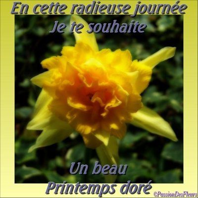 carte-virtuelle-printemps-jonquille003-400.jpg