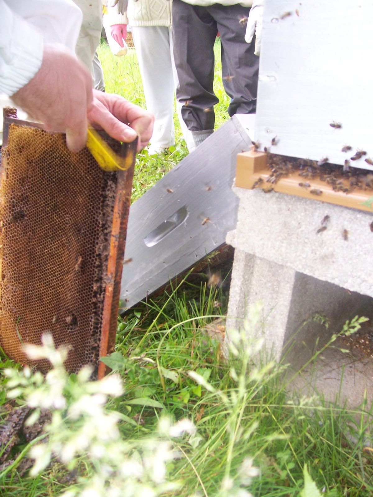 comment nettoyer des cadres de ruche