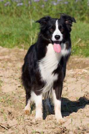 border collie - Le blog de sva.groupee border collie - Le blog de sva.groupee