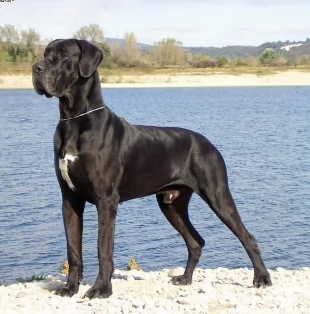 Dogue Allemand DOGUEALLEMAND