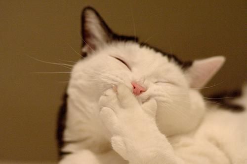 gato874_f.jpg