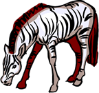 zebre