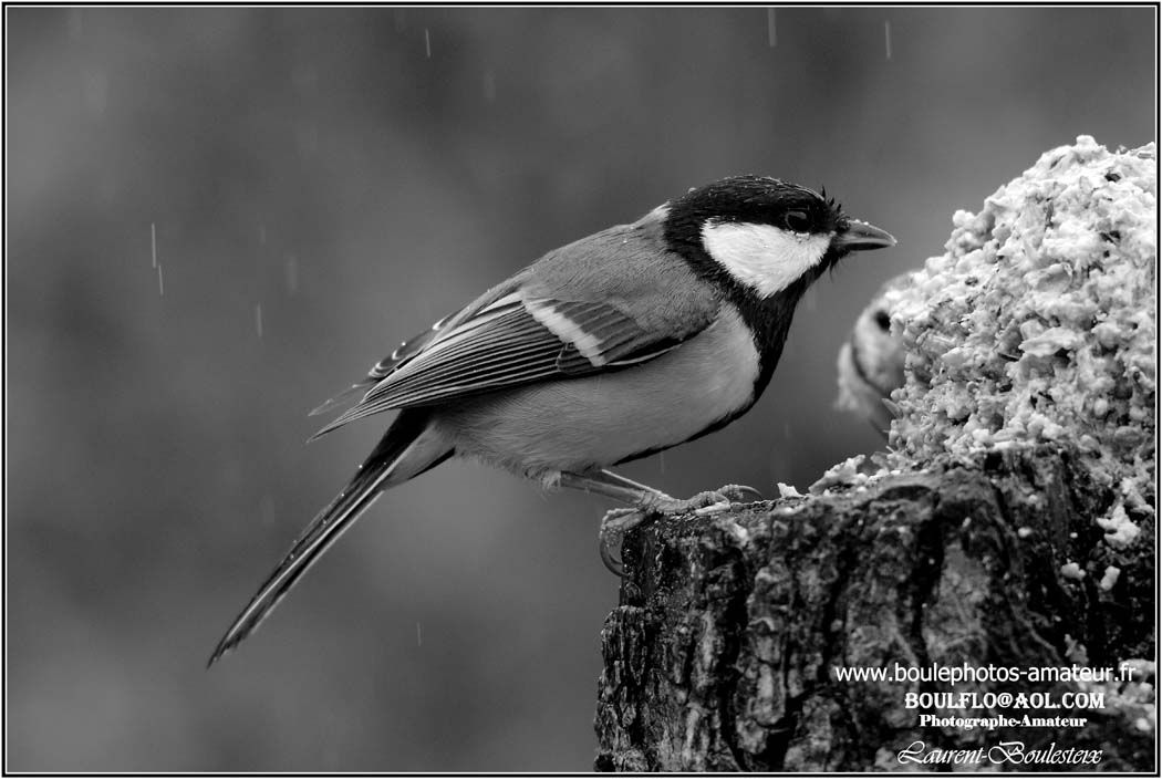 Mesange en noir et blanc Le blog de boule