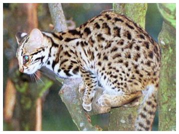 chat leopard2