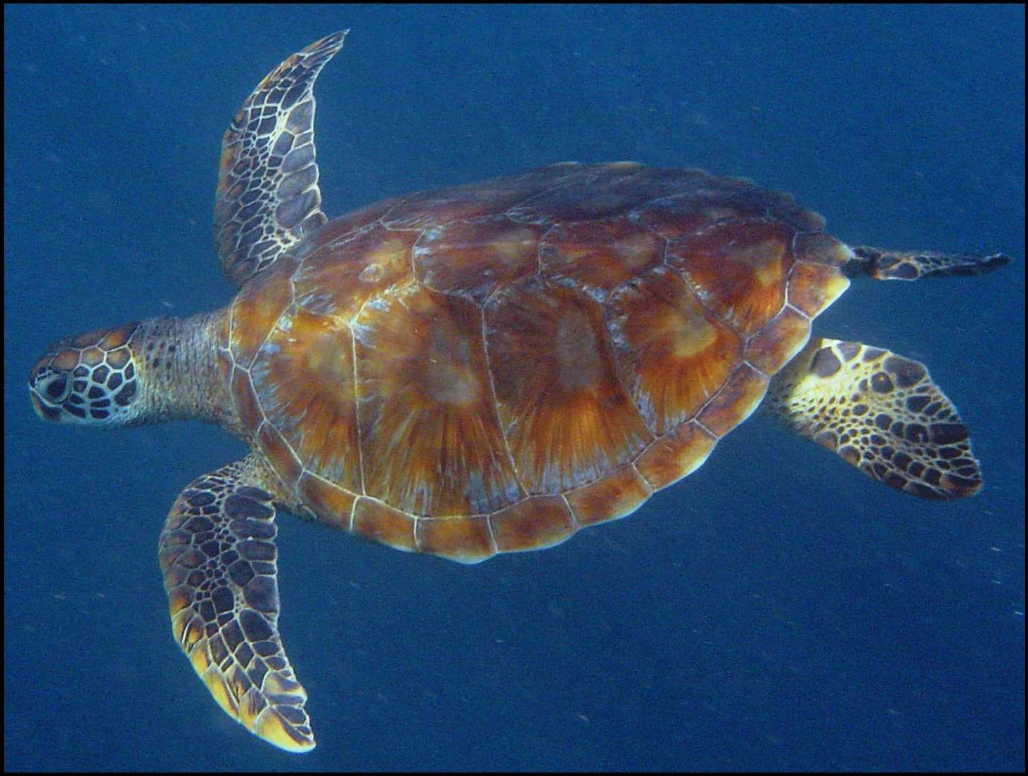 2000: le 26/11 à 5h15 - Disque ou Sphère OSNI - Rasdhoo Atol (Maldives) Tortue-verte
