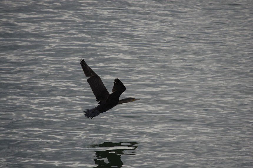 vol-de-cormoran-2.jpg