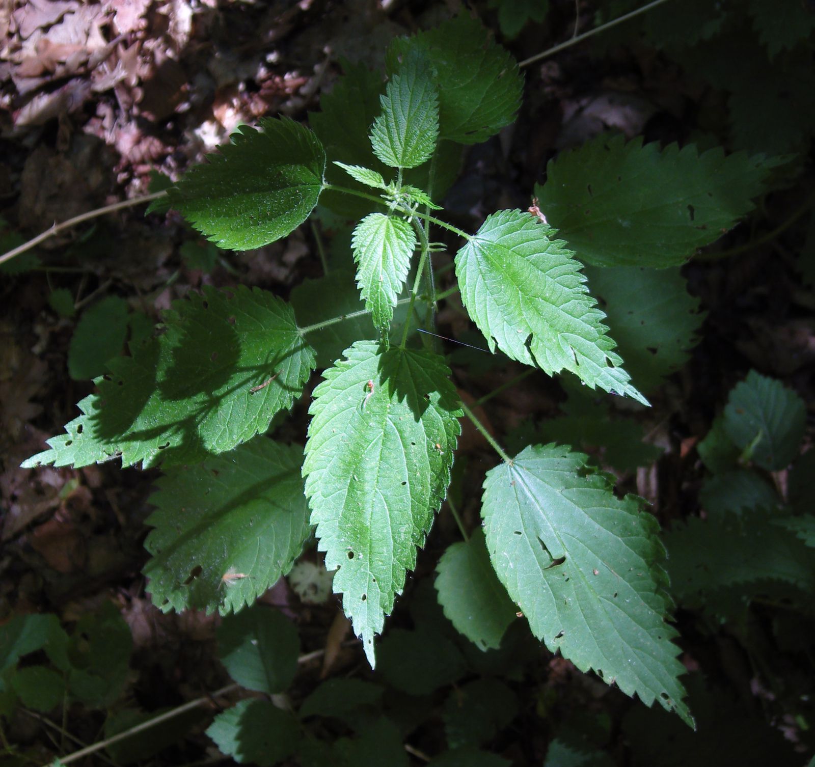 Grande ortie (Urtica dioïca)