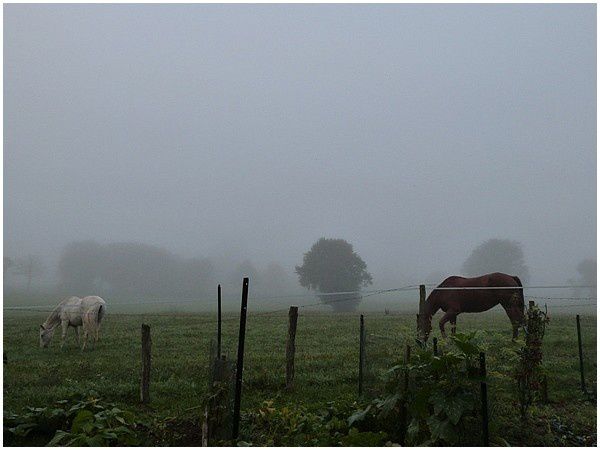 Dans la brume.. (2)