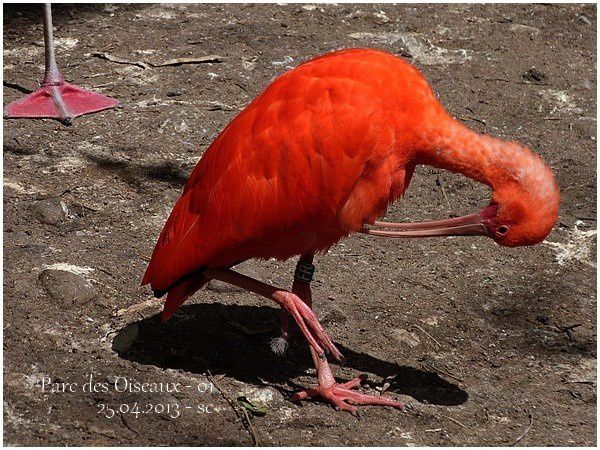 Ibis rouge (2)