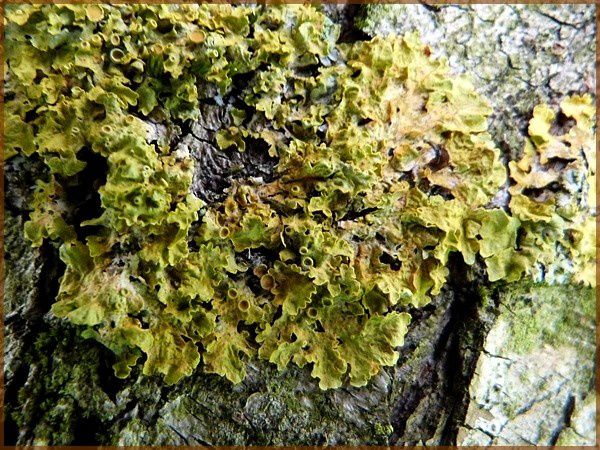 Mousses, lichens, champignons (6)