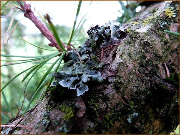 Mousses, lichens, champignons (7)
