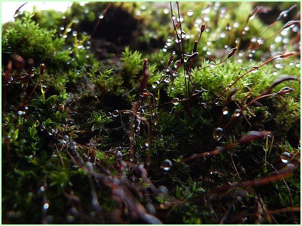 Mousses, lichens.. (3)