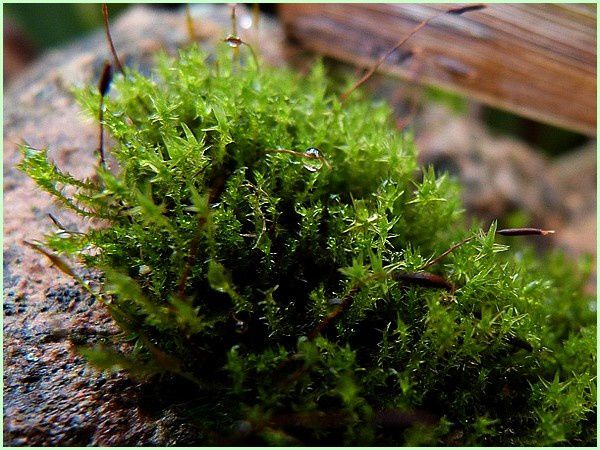 Mousses, lichens.. (5)