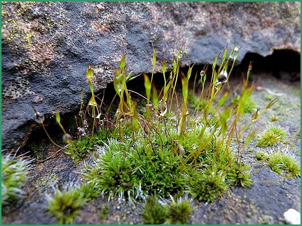 Mousses,lichens (2)