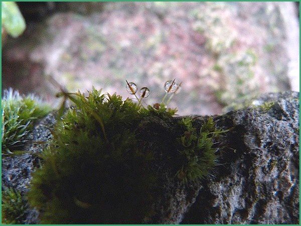 Mousses,lichens (4)