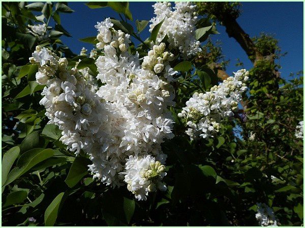 Lilas blanc (5)