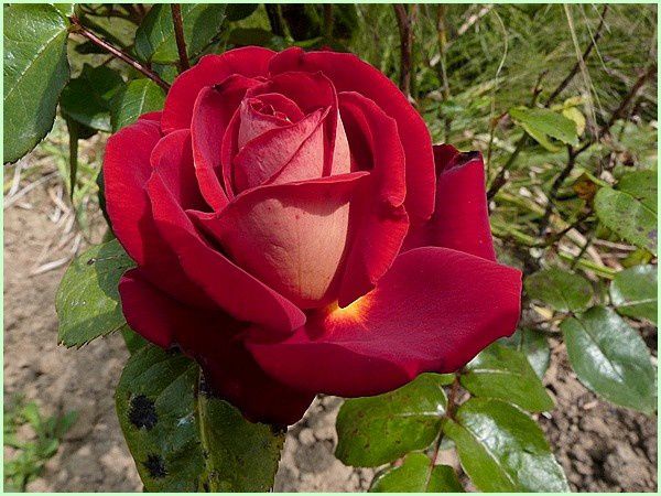 Rose Bicolette (1)