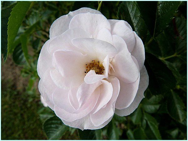 Rose buisson (1)