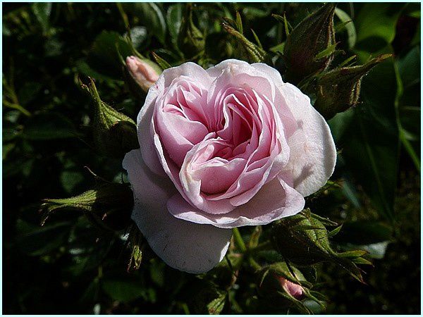 Rose buisson (11)
