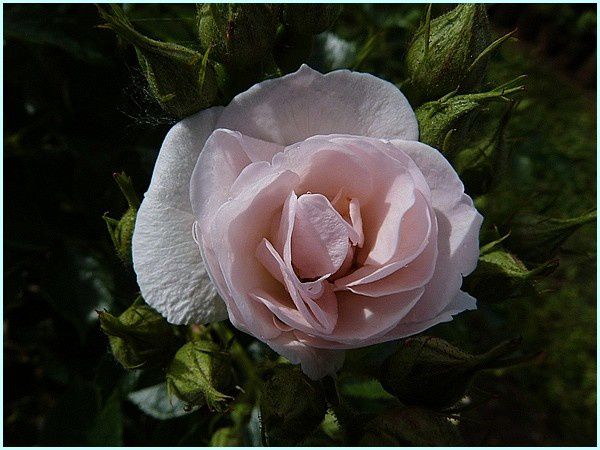 Rose buisson (13)