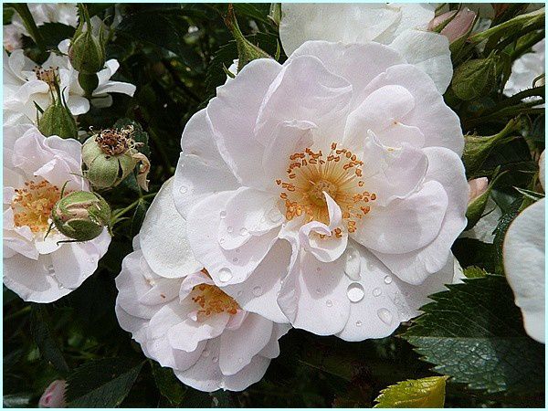 Rose buisson (4)