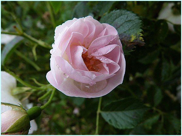 Rose buisson (7)