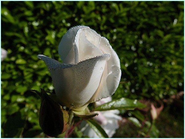 Rose buisson (9)