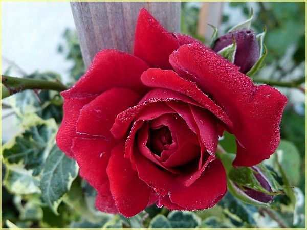 Rose rouge (5)