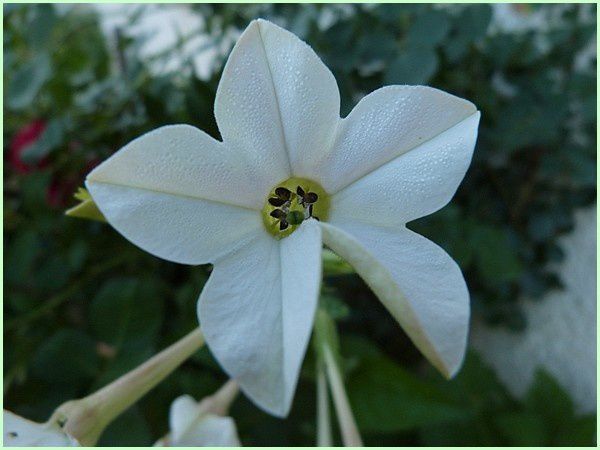 Tabac fleur (2)