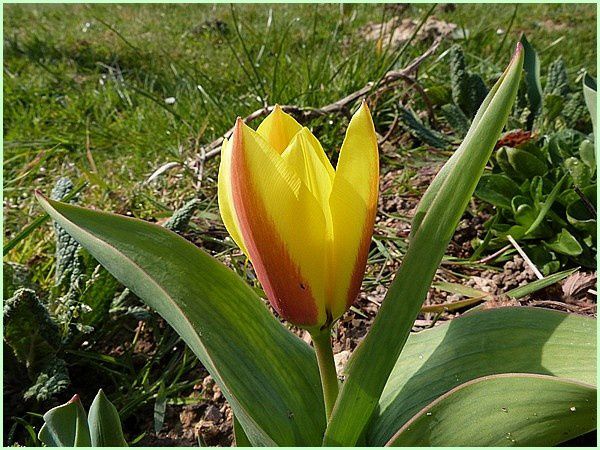 Tulipe (1)