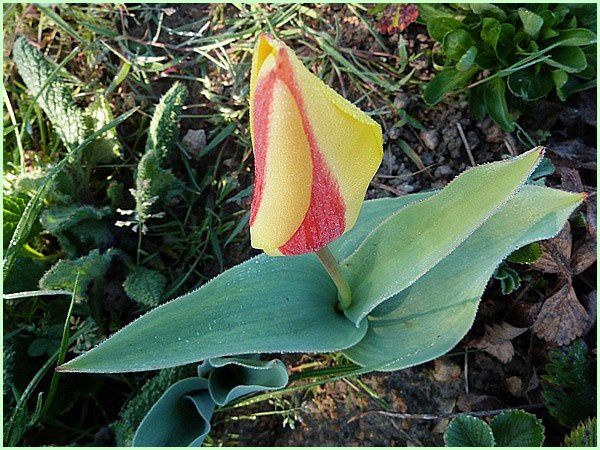 Tulipe (4)