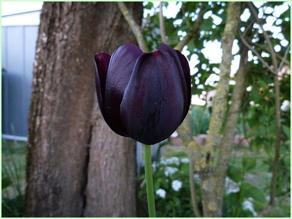 Tulipe noire (1)