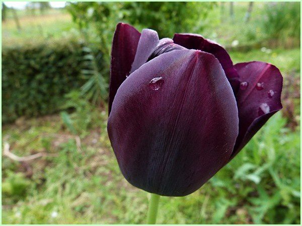 Tulipe noire (5)