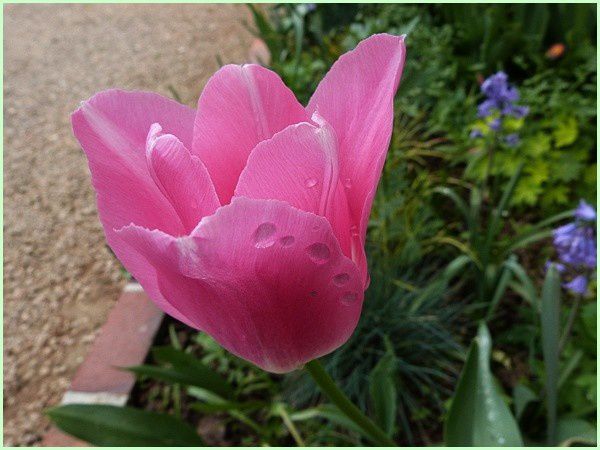Tulipes (15)