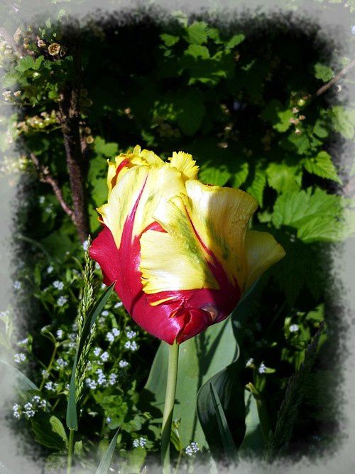 Tulipe perroquet Texas Flame (2)