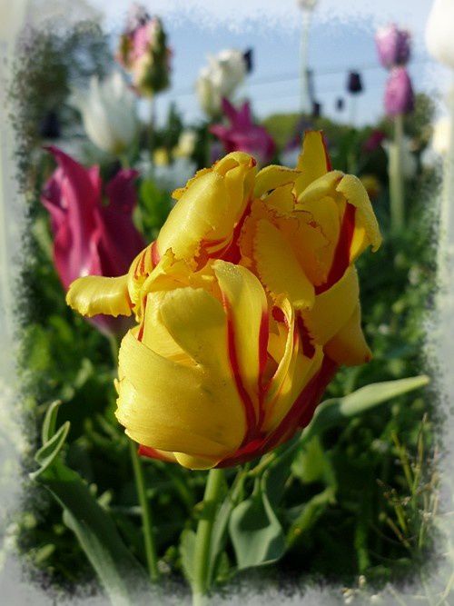 Tulipe perroquet Texas Flame