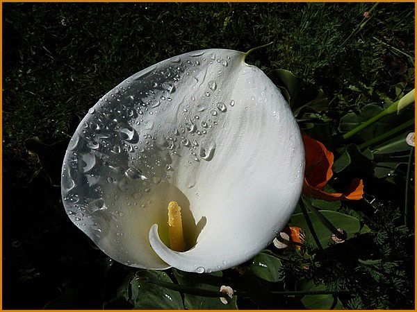 Arum blanc (3)