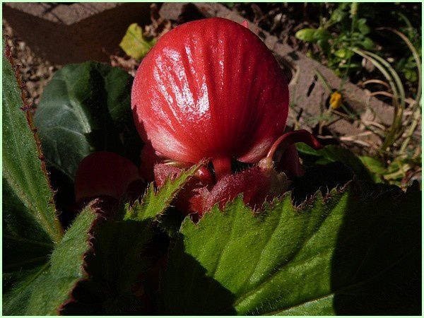 Begonia bouton de rose (1)